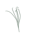 Graines de Pois germées