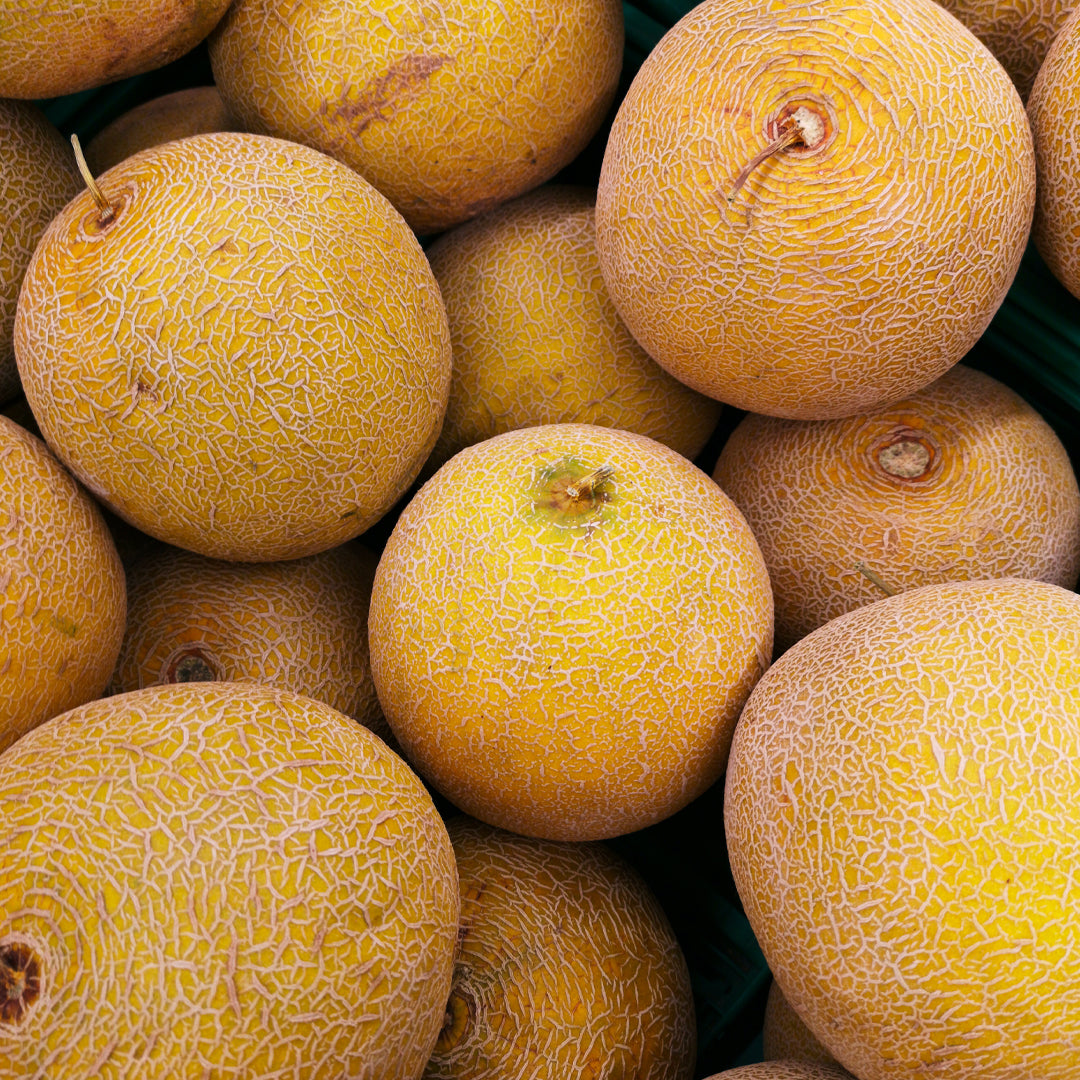 Quels sont les bienfaits de la SOD de Melon ?