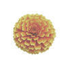 Lutéine