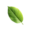 Matcha biologique