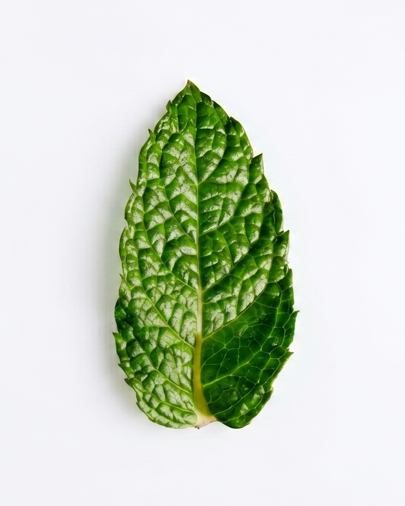 L'Hydratant Menthe